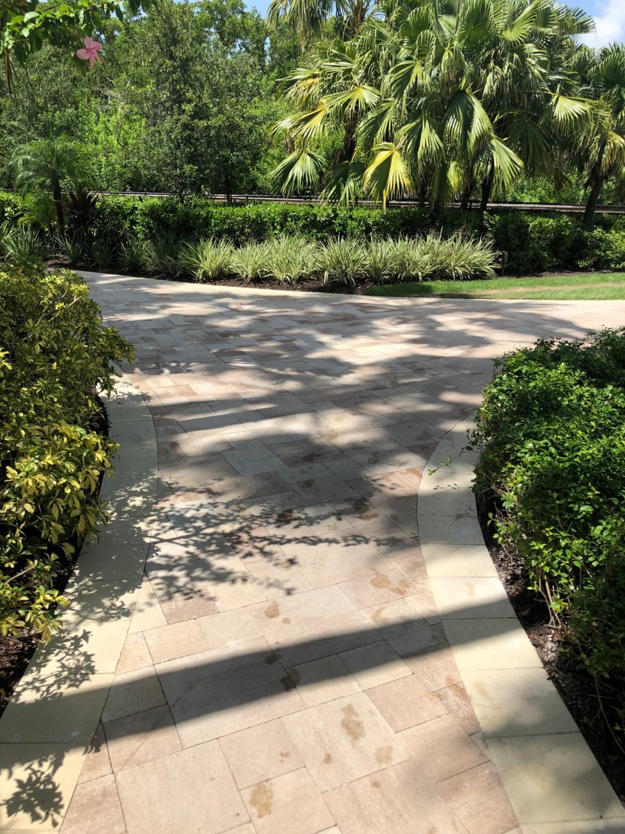 Curved travertine walkway through tropical garden hedges